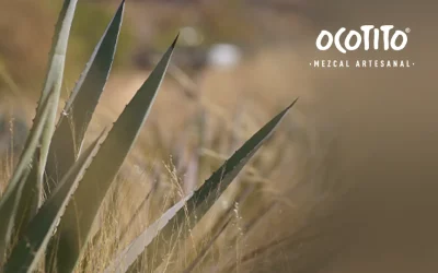 ¿Qué es mezcal espadín?