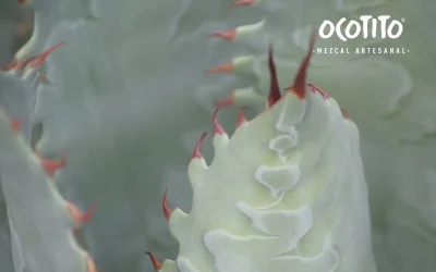 ¿Qué mezcal es mejor, tobalá o espadín?