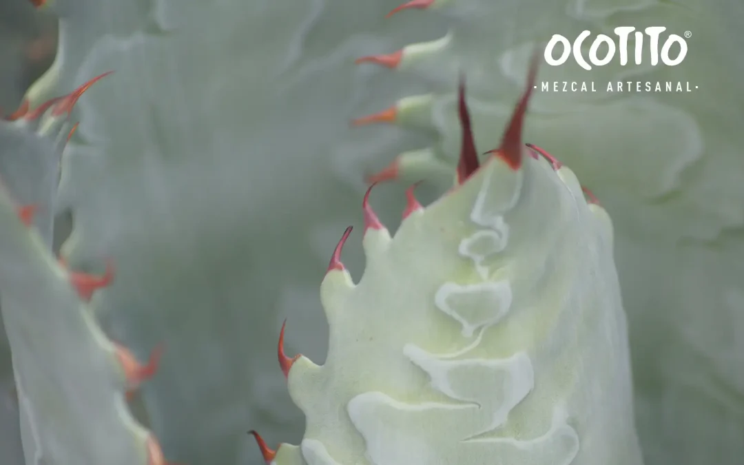 ¿Qué mezcal es mejor, espadín o tobalá?