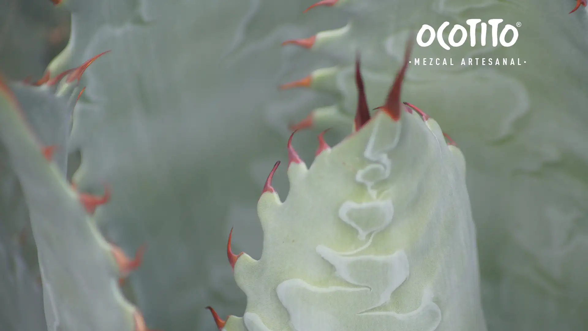 ¿Qué mezcal es mejor, espadín o tobalá?